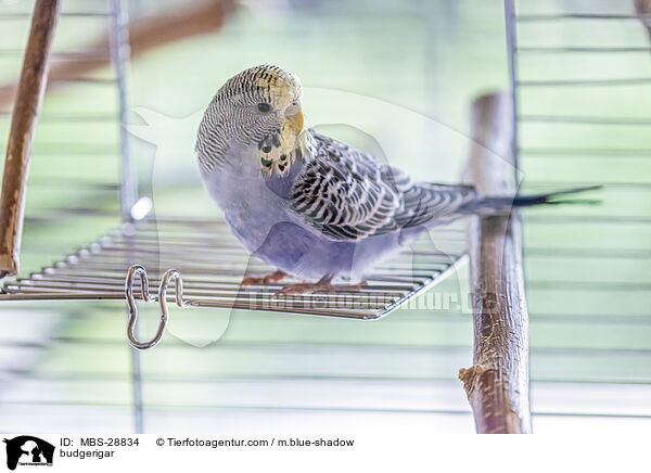 Wellensittich / budgerigar / MBS-28834