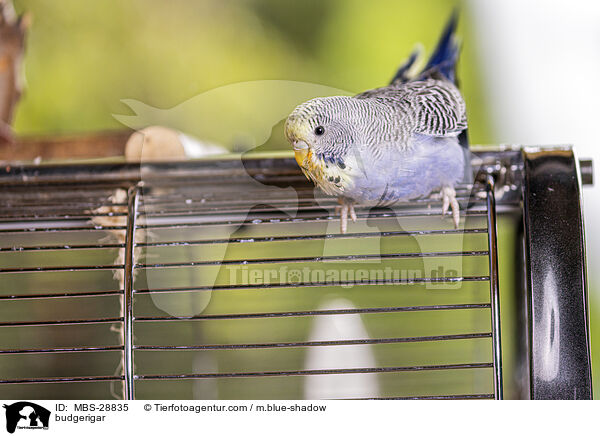 Wellensittich / budgerigar / MBS-28835