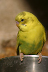 budgie