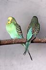 two budgies