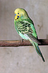 green budgie