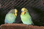 two budgies