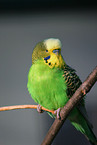 budgie