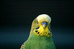 budgie