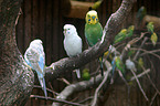 budgies