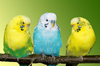 budgies