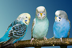 budgies