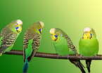 budgies