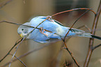 blue budgie