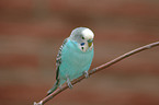 blue budgie