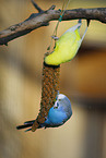 budgie