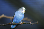 budgie