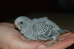 young budgie