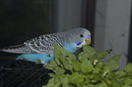 budgie