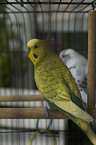 budgie