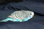 budgie