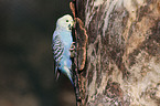 budgie