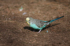 budgie