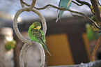 budgie