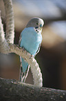 budgie