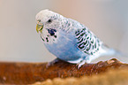 budgie