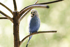 sitting Budgie