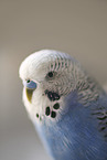 Budgie portrait