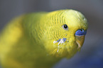 Budgie portrait