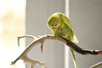 sitting Budgie