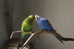 sitting Budgies