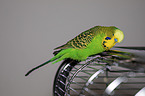 Budgie