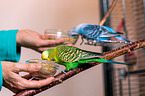 budgies