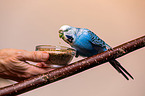 Budgie in cage