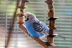 Budgie in cage