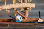 Budgie in cage