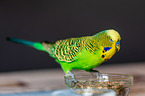 Budgie in cage