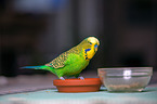 Budgie in cage