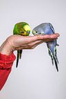 budgies on the hand