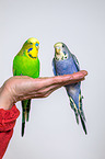 budgies on the hand