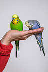 budgies on the hand