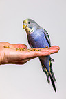 budgie with food