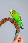 budgie with food