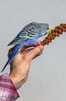 budgie with food