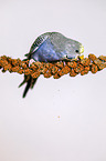 budgie with food