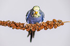 budgie with food