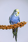 budgie with food