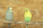 budgies