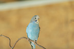 budgie