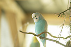 budgie