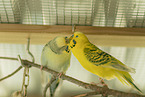 budgies